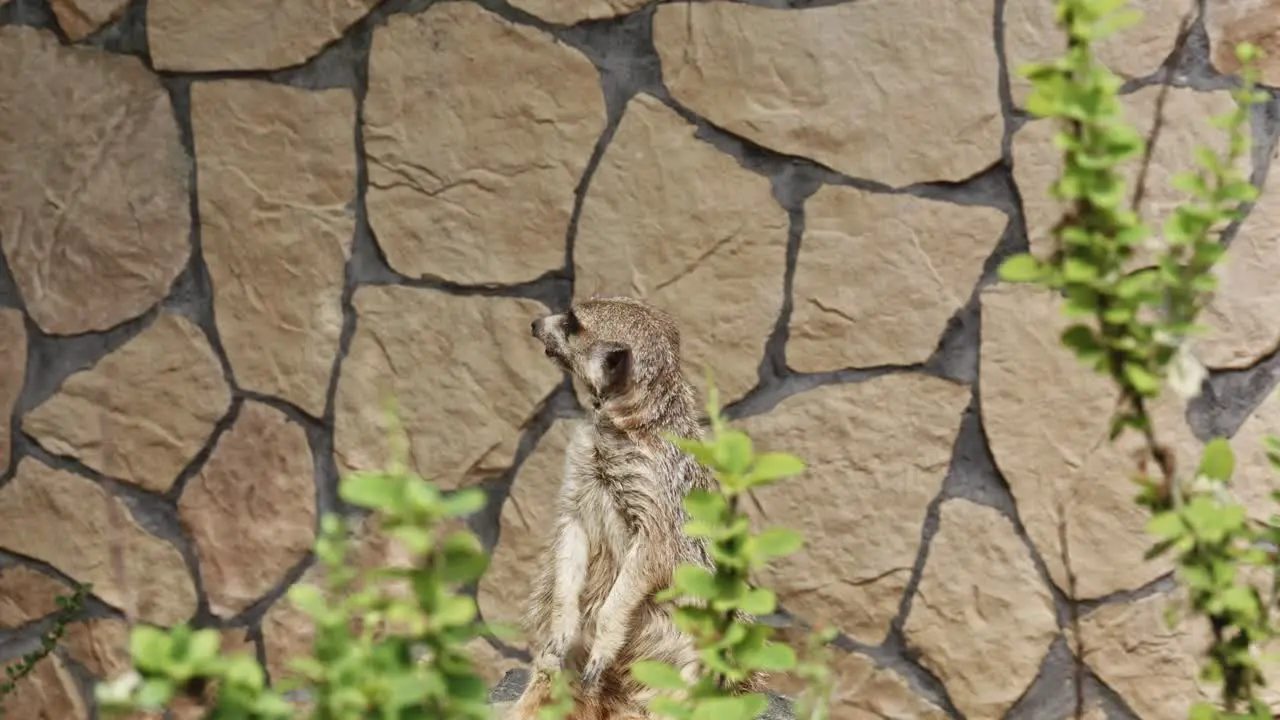 Close Up Portrait Of A Cute Meerkat Looking at the sky