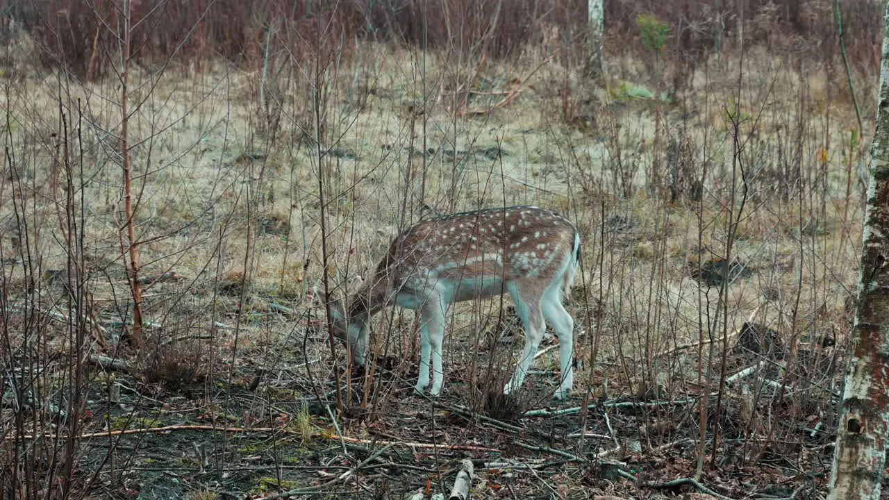 Fallow Deer Female looking for food and eating in meadows