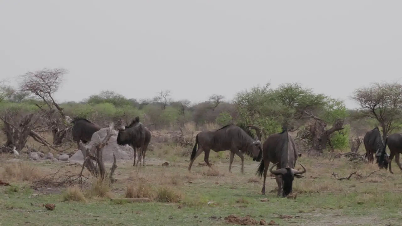 Wildebeest standing and feeding on the grass field in Savannah Botswana Wide Shot