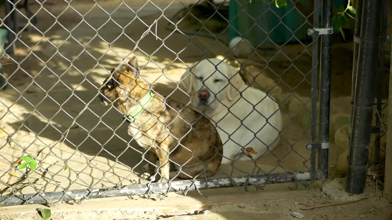 A small cute brown dog and a white labrador looking at owner from behind a chain link gated backyard in Santa Barbara California