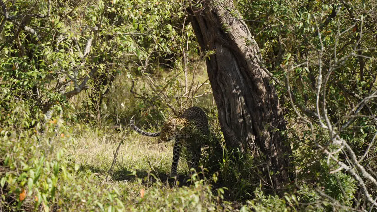 A Smooth Shot Of A Leopard Bunting On A Large Tree Among A Bushy Area In The Wild