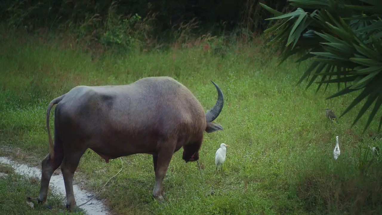 Nature animals landscape with buffalo and white egrets birds walking around