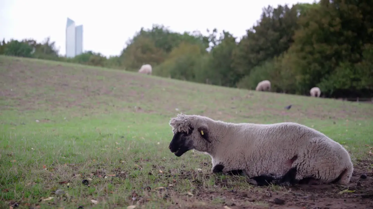 A sad and alone looking black headed sheep is lying and ruminating on the meadow ground with skyscraper visible in the far background