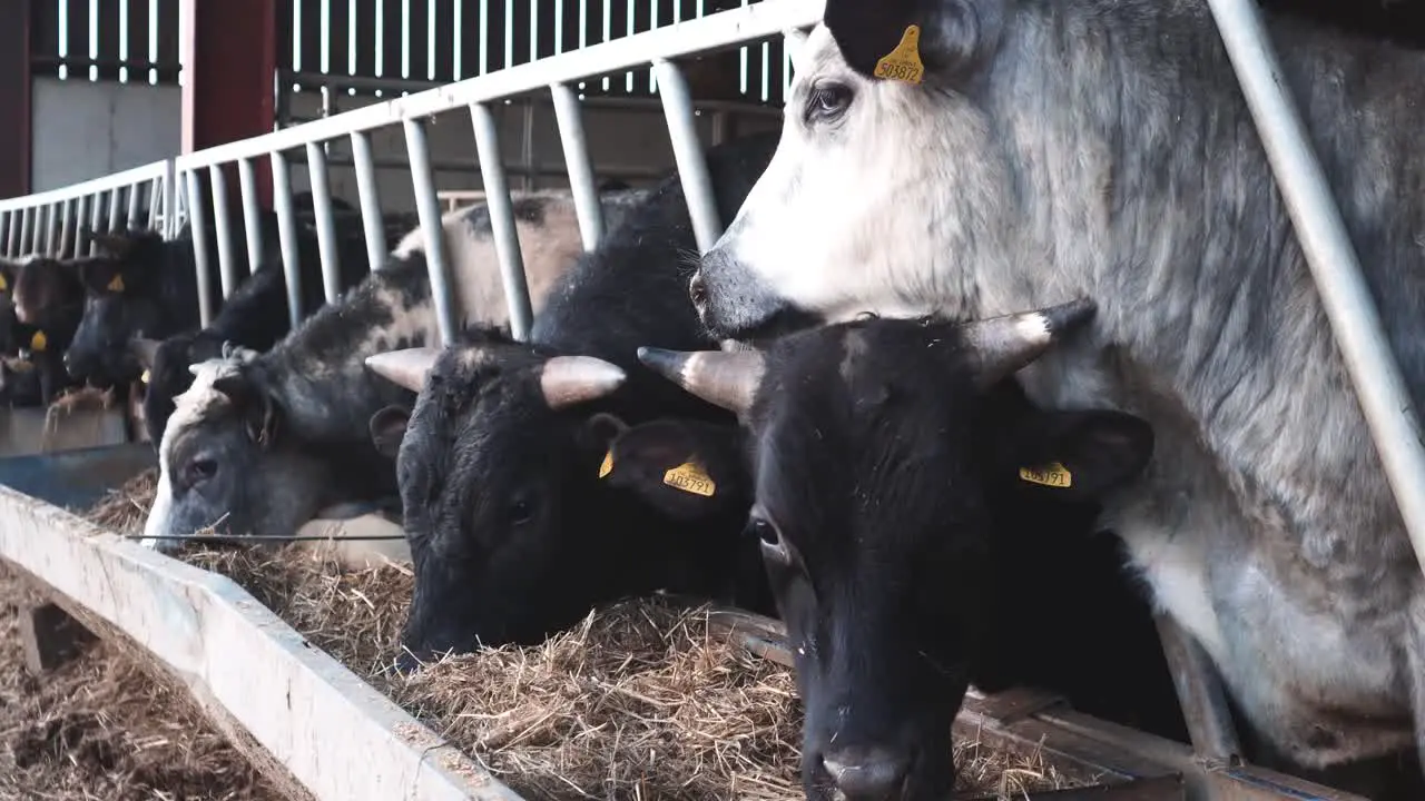 Young cows feeding on a sunny afternoon