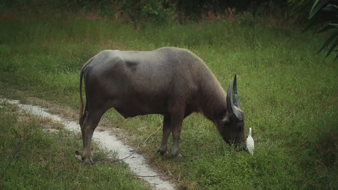 Buffalo eating grass in field with white egrets walking around