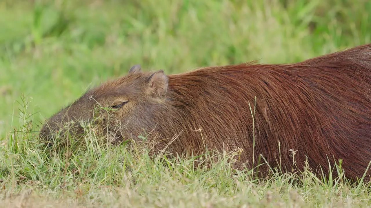 close up on adult Capybara Hydrochoerus hydrochaeris eating grass quietly on the ground