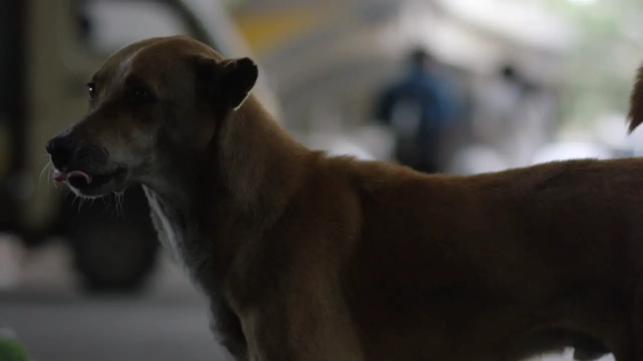 A street dog looking to the camera