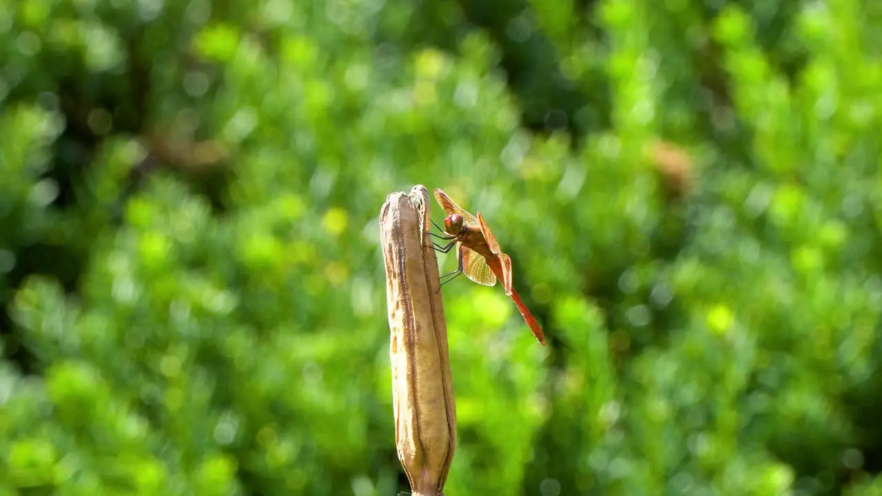 Korean Orange Dragonfly Firecracker Skimmer Perched on Rot Dry Plant and Moving Head Around slider shot template copy space