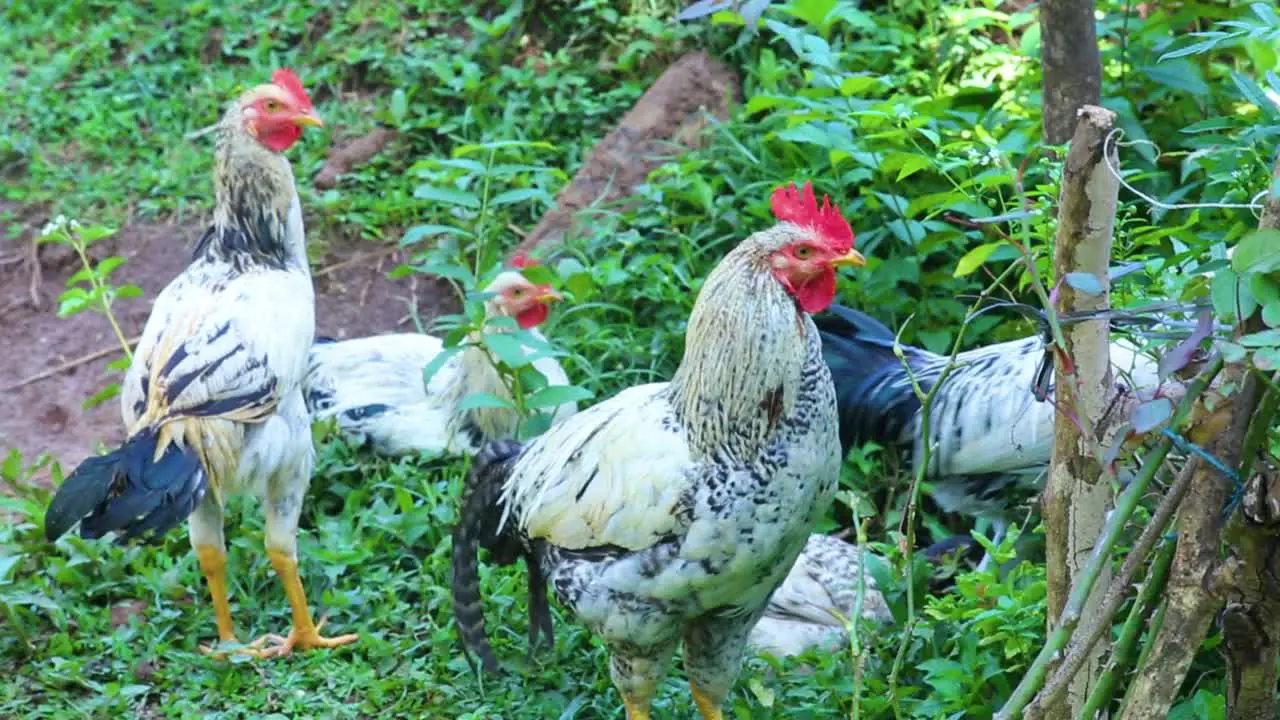 Flock of chickens free range on a rural farm in Asia