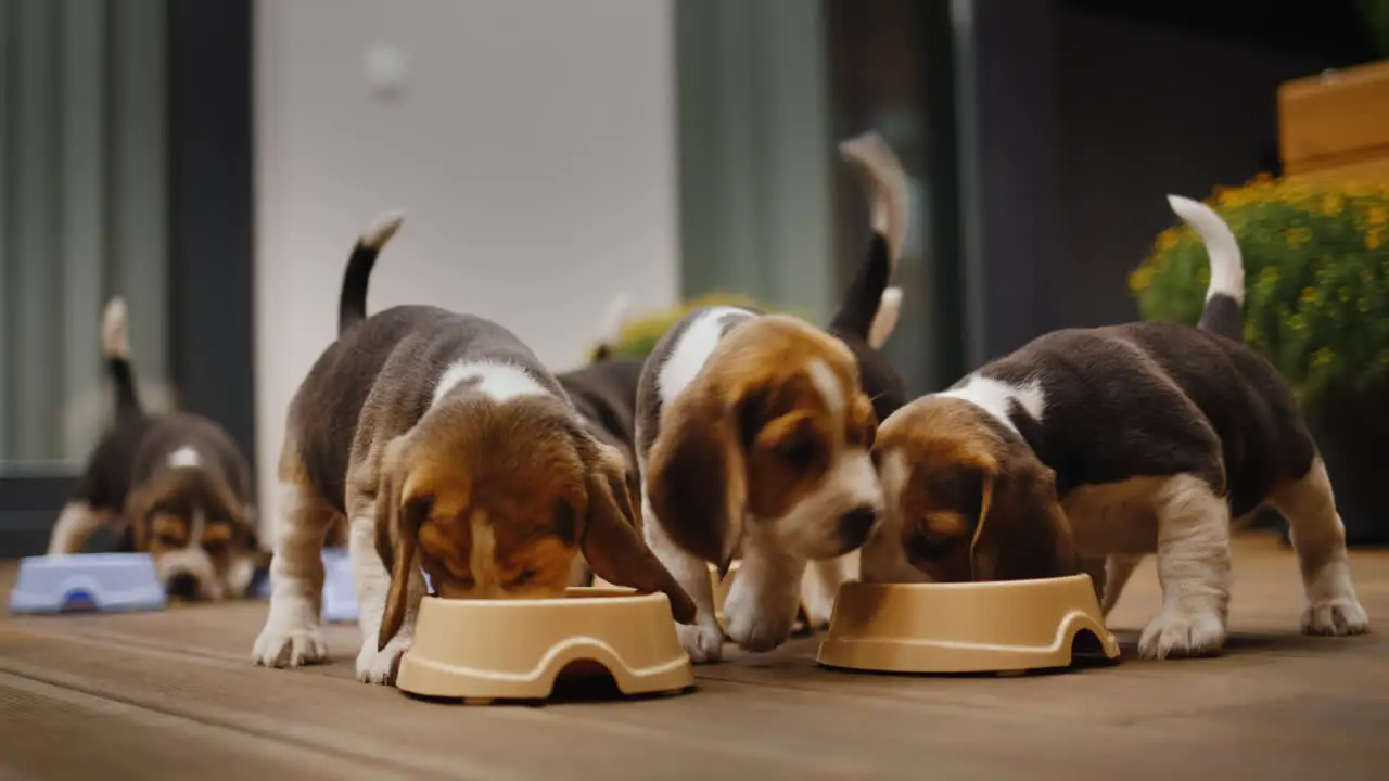 Late dinner at the mischievous and hungry beagle puppies eat food from bowls on the veranda of the house