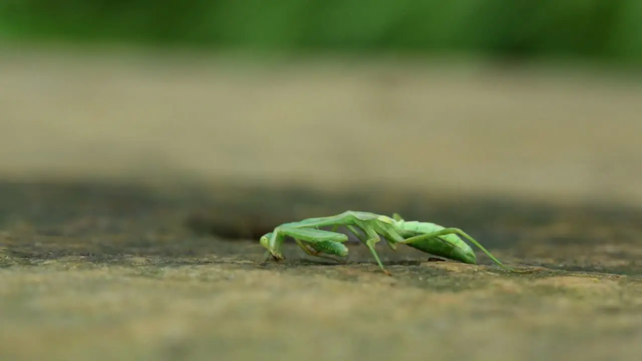 Praying mantis eating at the floor and people walking behind it