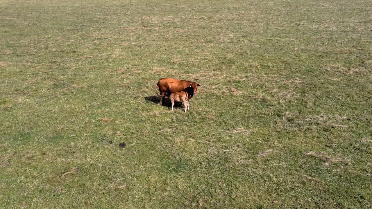 Aerial shot of a cow feeding the calf on a meadow