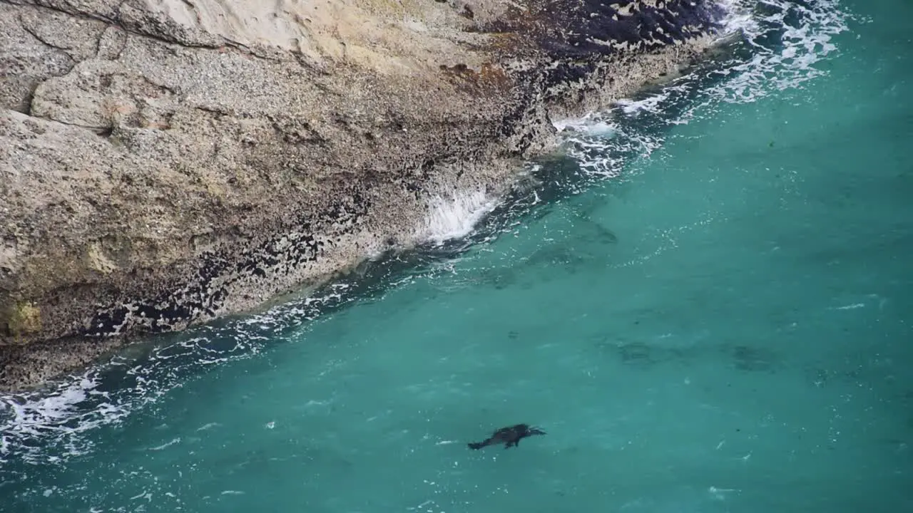 a young New Zealand fur seal is swimming in the waves of turquoise blue water at a rocky coast