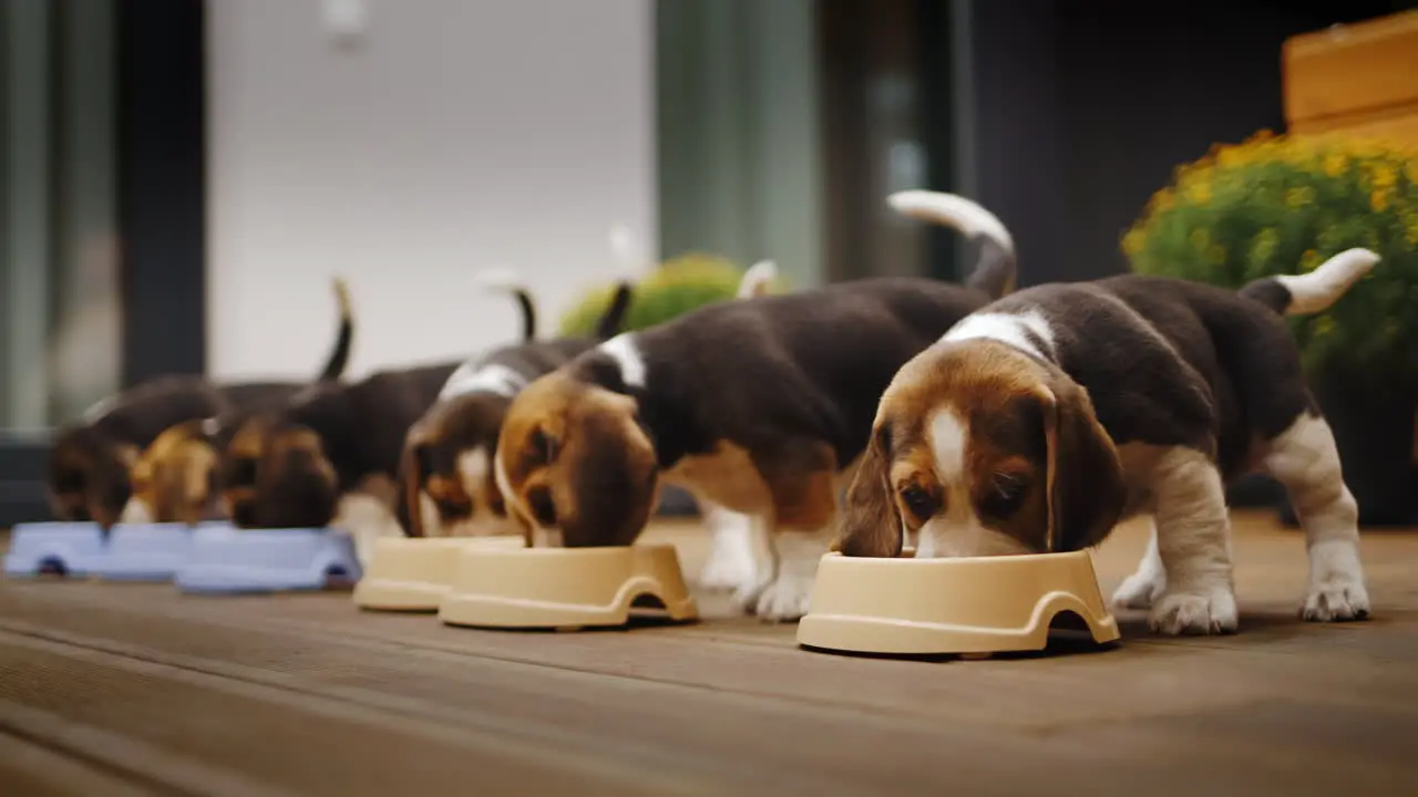 Cute beagle puppies have dinner on the veranda at home