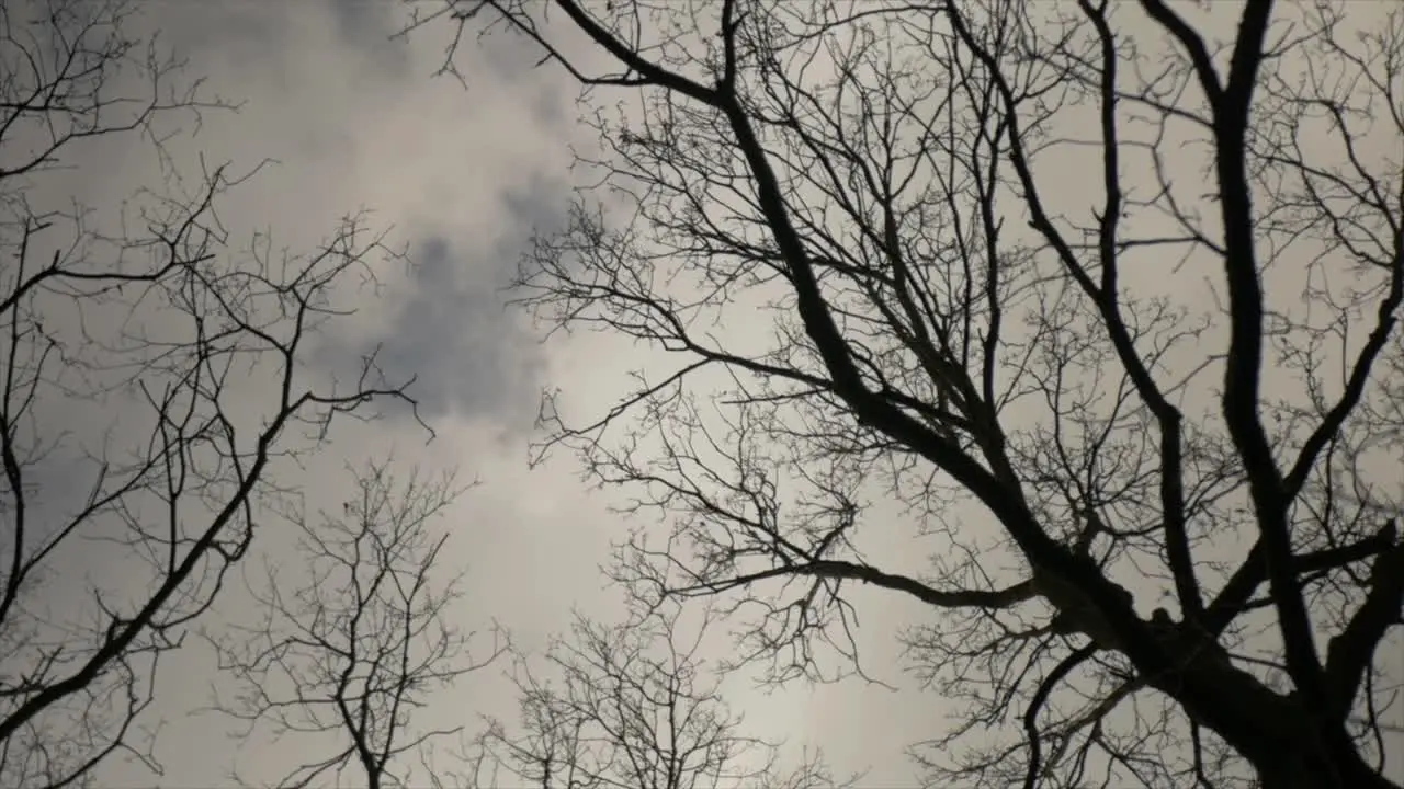 Creepy Dark Trees Spinning Frame Dark Vibe Horror Cloudy Scary