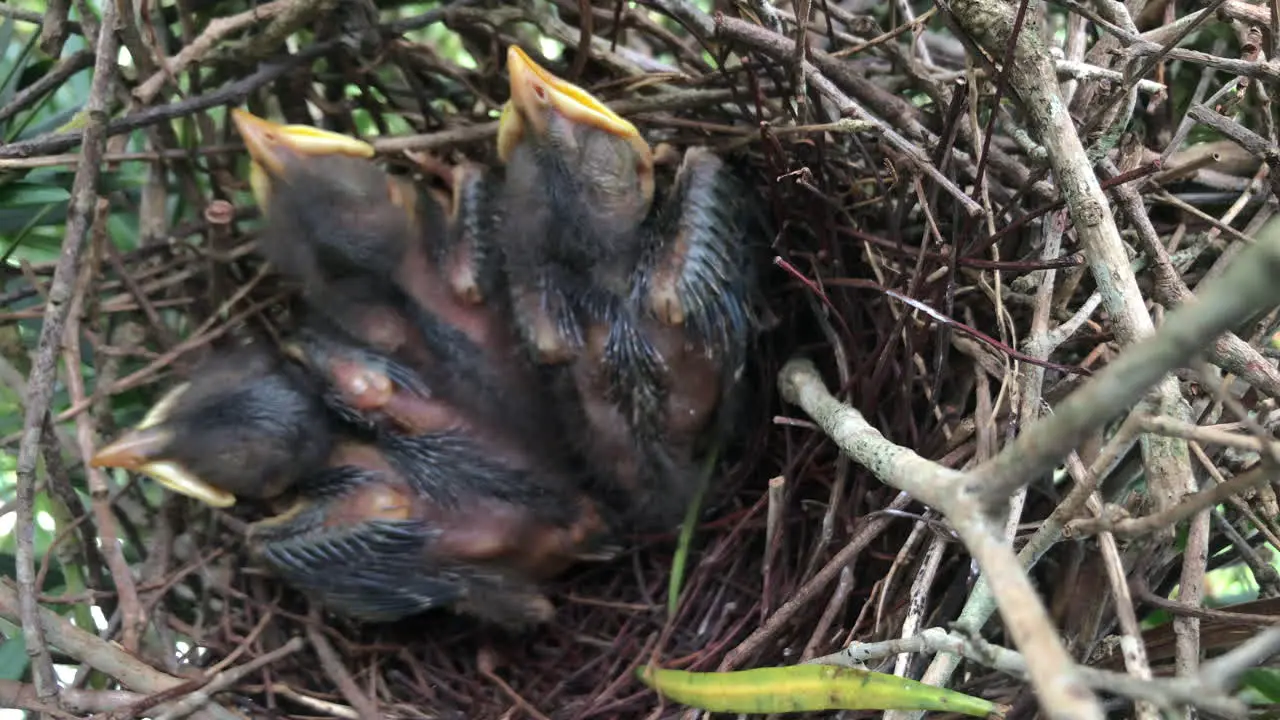 Young chicks resting inside nest