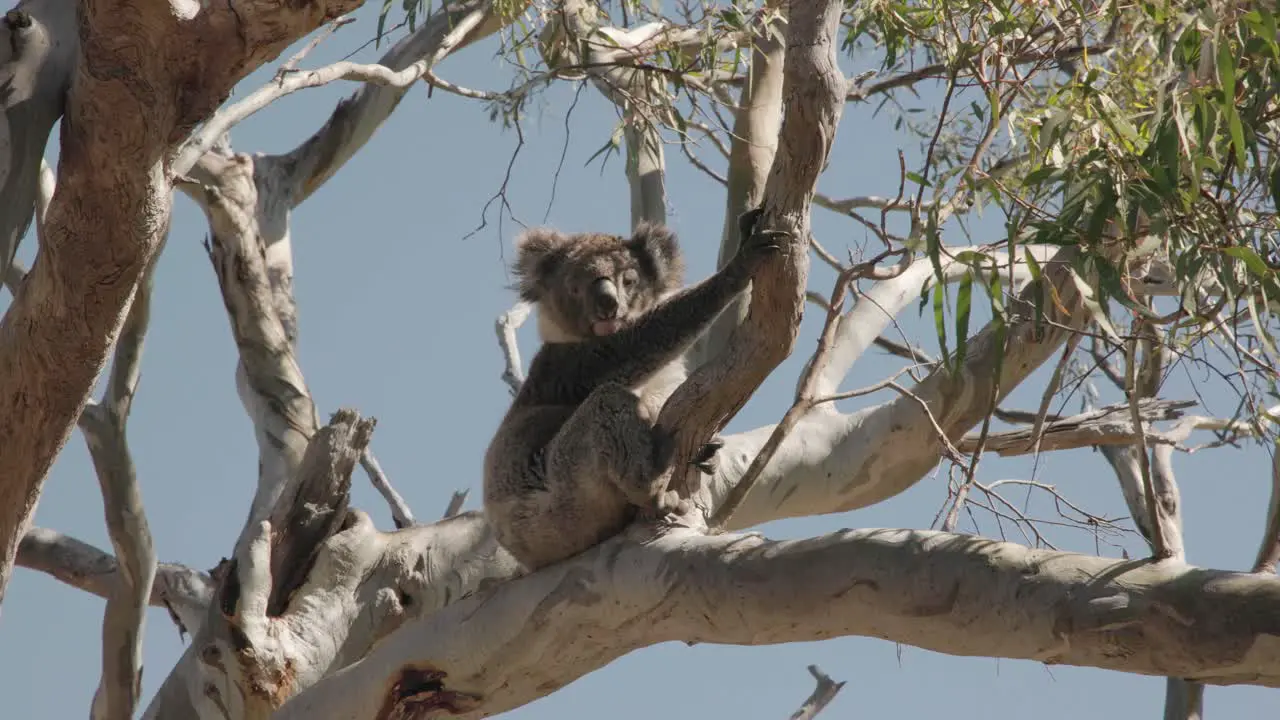 Wild koala sitting in a gum tree