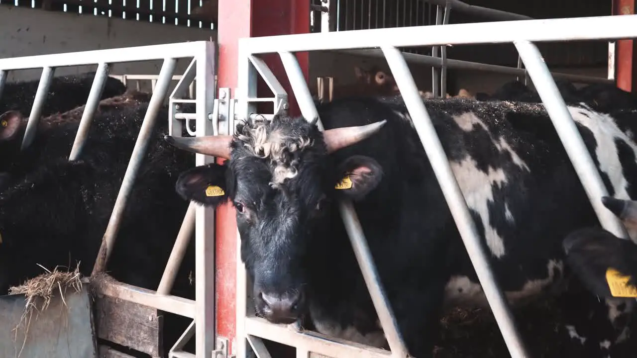 Cows eating from a trough on a busy livestock farm