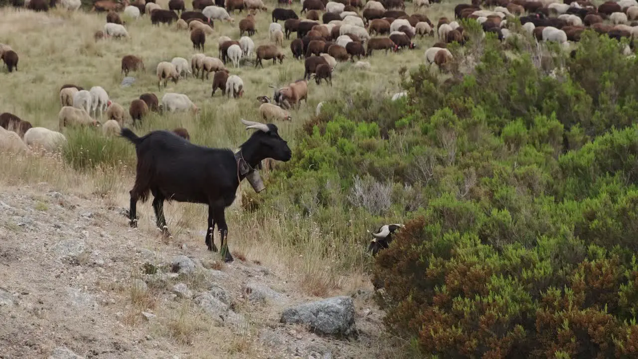 Black goat on rock and flock in background Serra da Estrela in Portugal