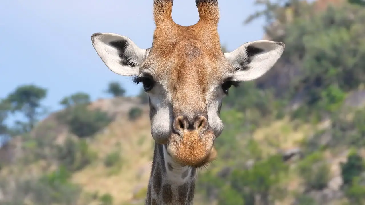 Funny expressive close up of giraffe while chewing food south African giraffe eating