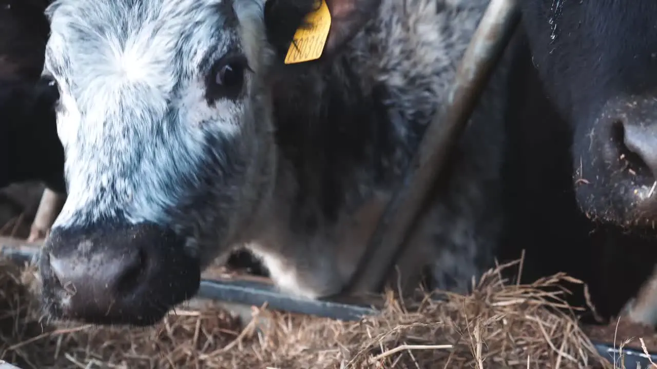 Close up of a young cow as it eats its morning feed