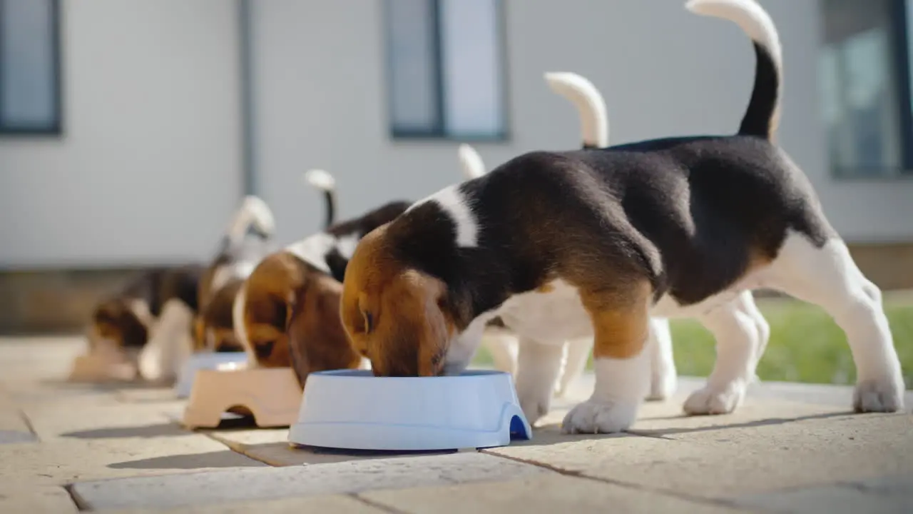 Little beagle puppies have dinner on the veranda at home