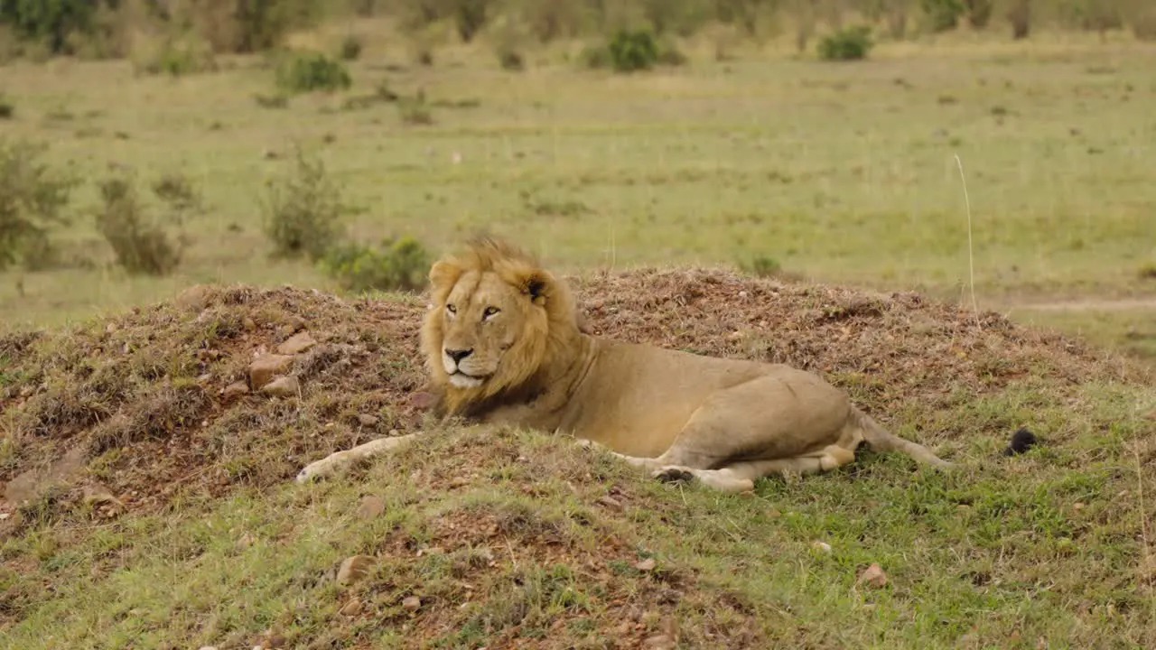 A Reveal Shot Of A Lonely Lion Laying Down In The Grass And Looking About In The Wild