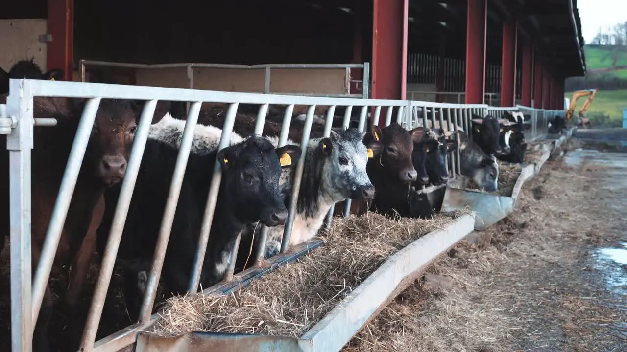 Young cows eating their morning feed on a working livestock farm