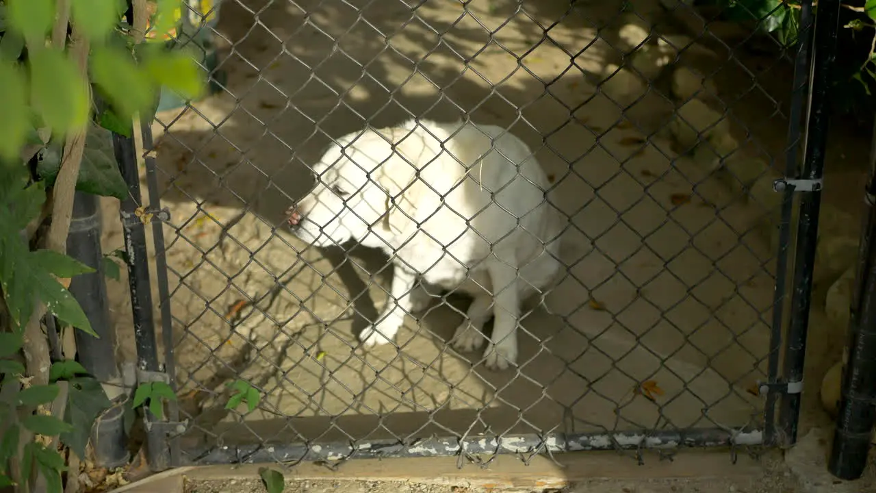 A large white Labrador looking at owner from behind a chain link gate in sunlight then sitting down to scratch its neck in Santa Barbara California