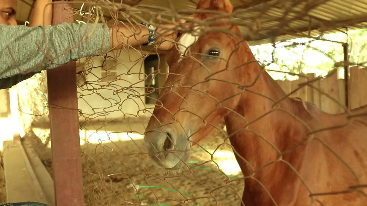 Young man petting caressing brown horse with hand in stable