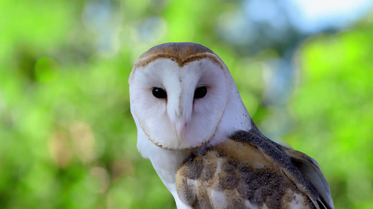 Clip of a white owl looking around with big black eyes close up wildlife animal