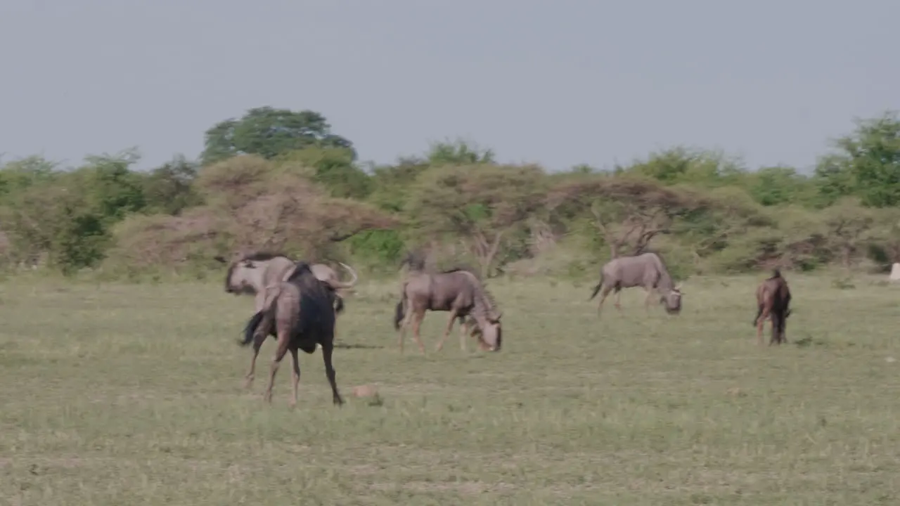 Wildebeest Running On The Grass Field Towards The Herd Of Wildebeest In Moremi game reserve Botswana Wide Shot