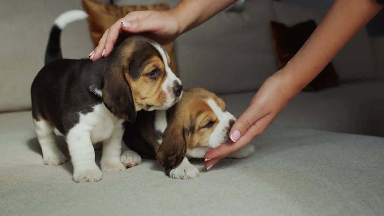 A woman plays with two beagle puppies they lick her hands Tenderness and care concept