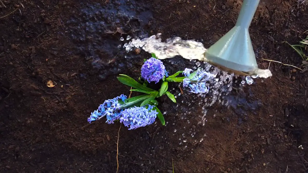 Watering with a watering can recently planted lilac flowers in a recently dug garden