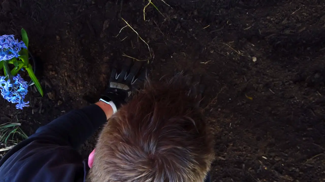 Covering a grave site of a dead house pet with dirt in a flower garden