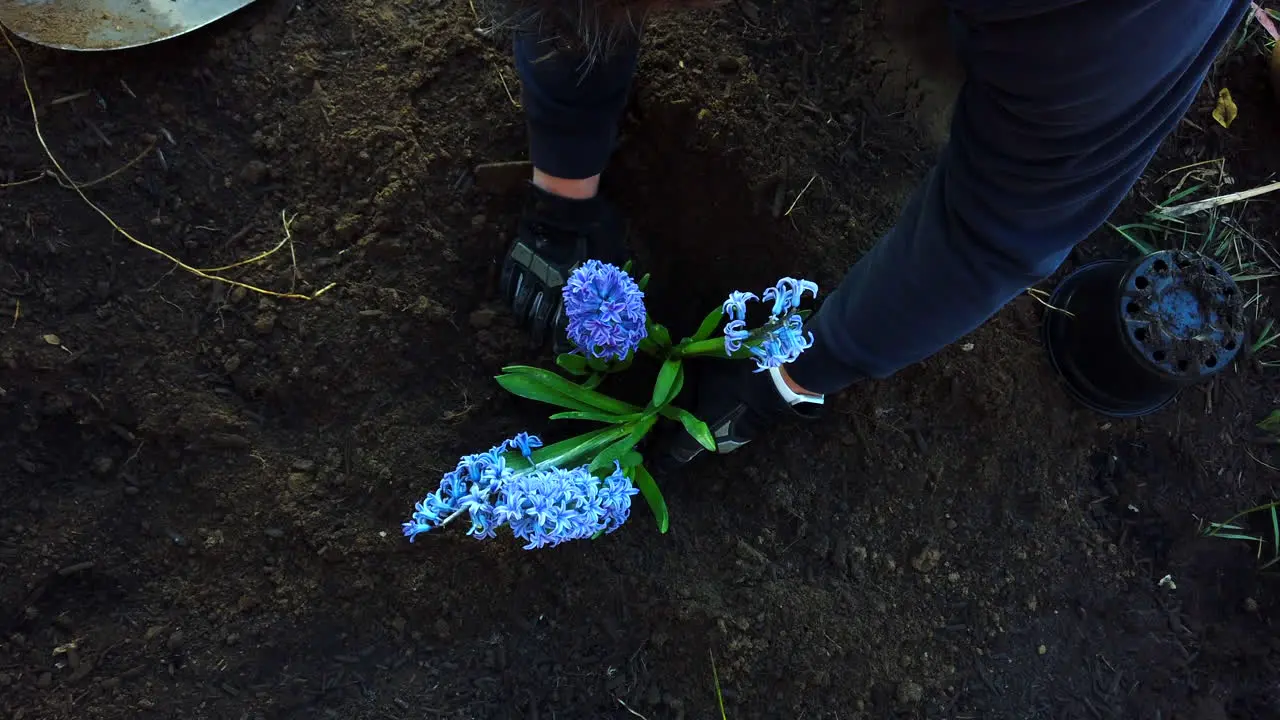 Planting lilac flowers in a recently dug hole in a flower garden on top of a house pet’s grave