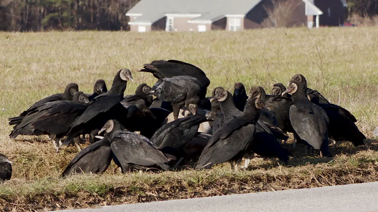 Black Vultures on the side of the road fighting over a dead whitetail buck wide shot