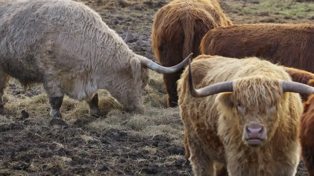 Cinematic footage Beautiful horned Highland Cattle at Sunrise on a Frozen Meadow highland cow and calf A heard of Norwegian highland cattle graze in a rocky pasture