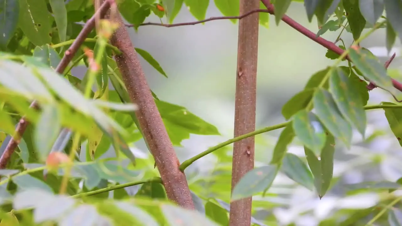 Brown orange colored Squirrel Cuckoo jumping from a branch in the jungle of Colombia