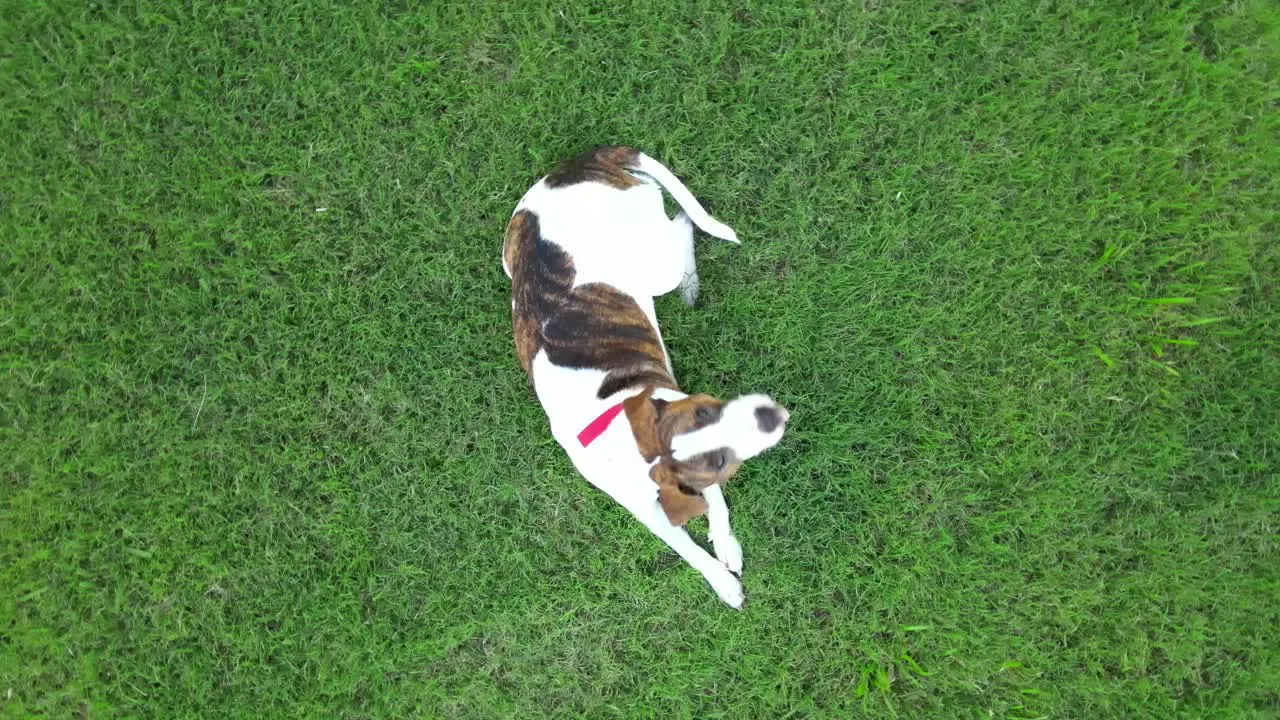 Pitbull terrier pup curious about drone overhead