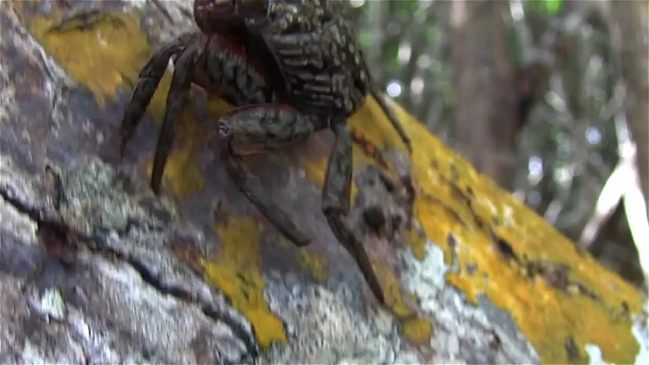 A crab climbs up a tree