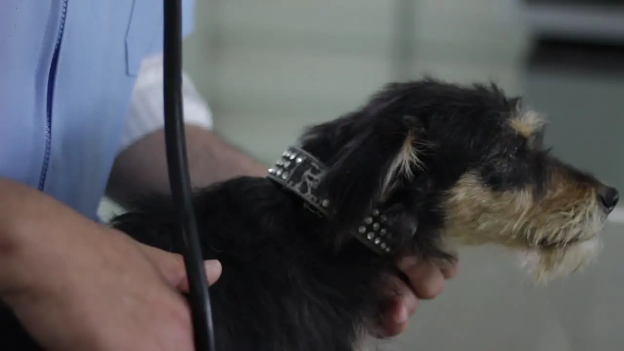 vet doing a check up of a black puppy in an adoption shelter