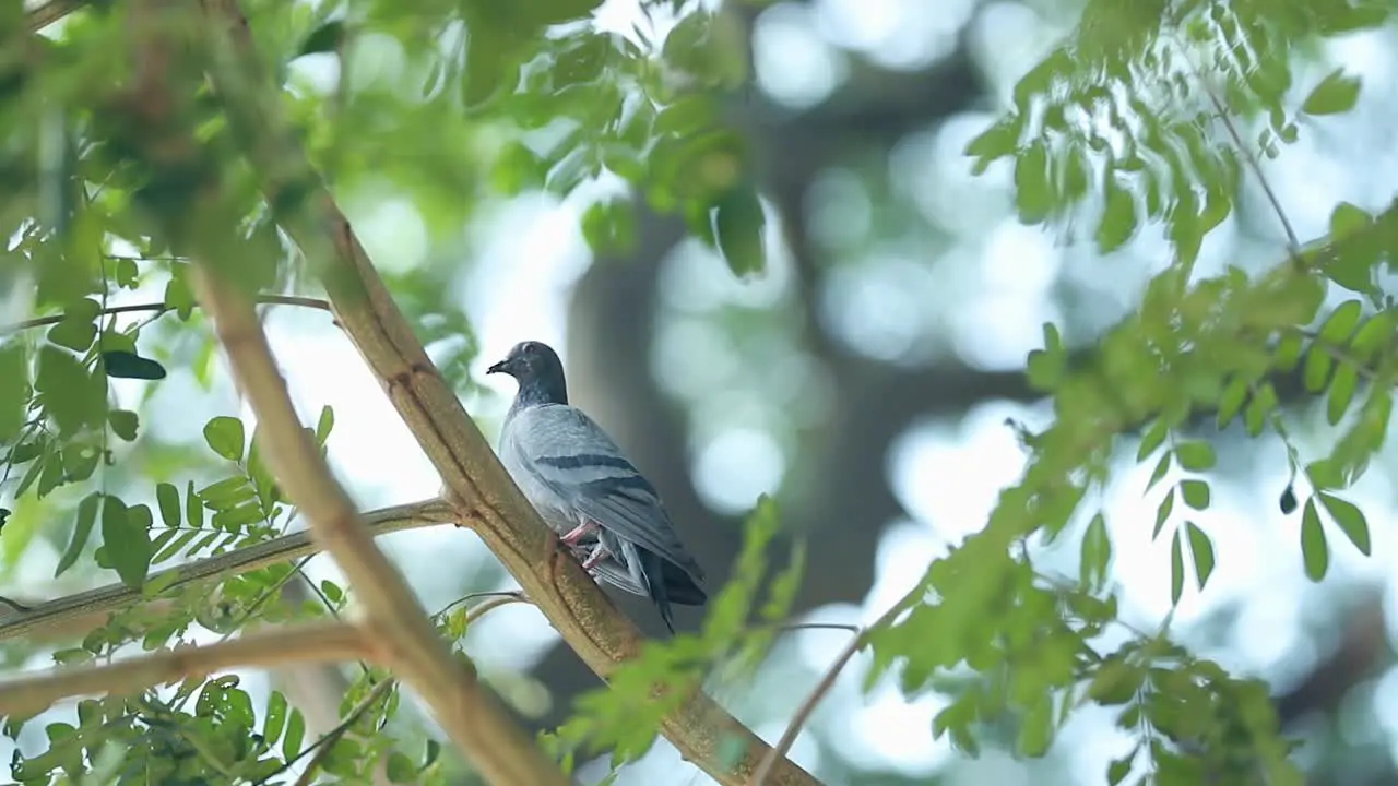 A pigeon looking around on the green tree eventually flying off out of frame