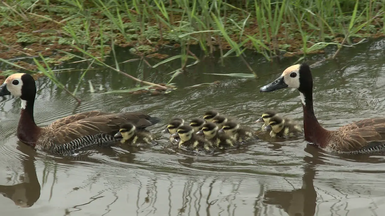 White-faced whistling duck couple with eleven chicks in water Amboseli National Park Kenya