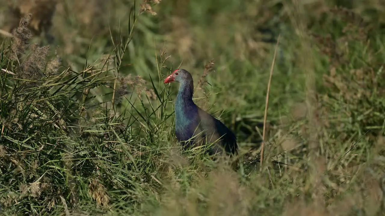 Swamphen wandering in the wild bushes of grassland around the lake for food at the bird sanctuary