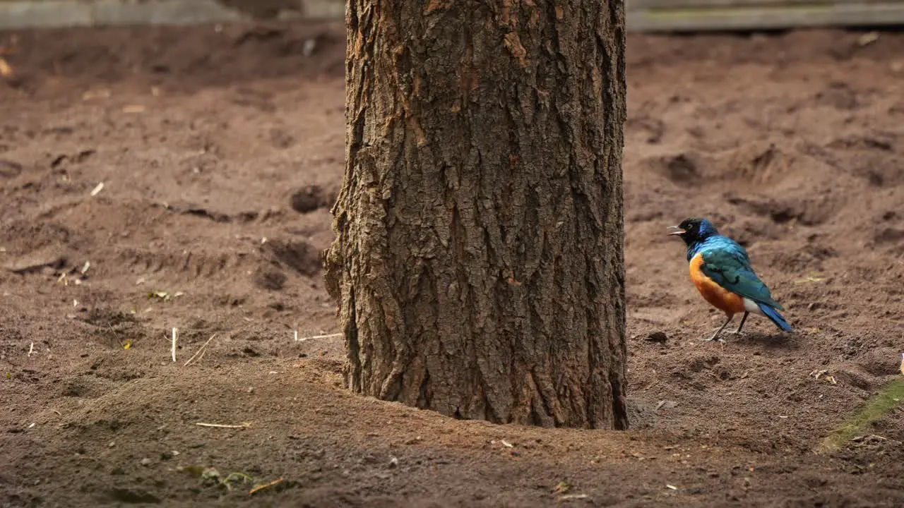 Tricolored starling emerges from behind a thick tree