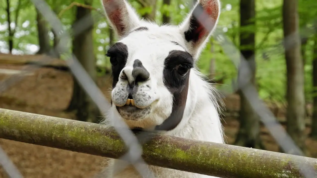 Cute Black And White Llama Looking Through Wired Fence Staring At The Camera