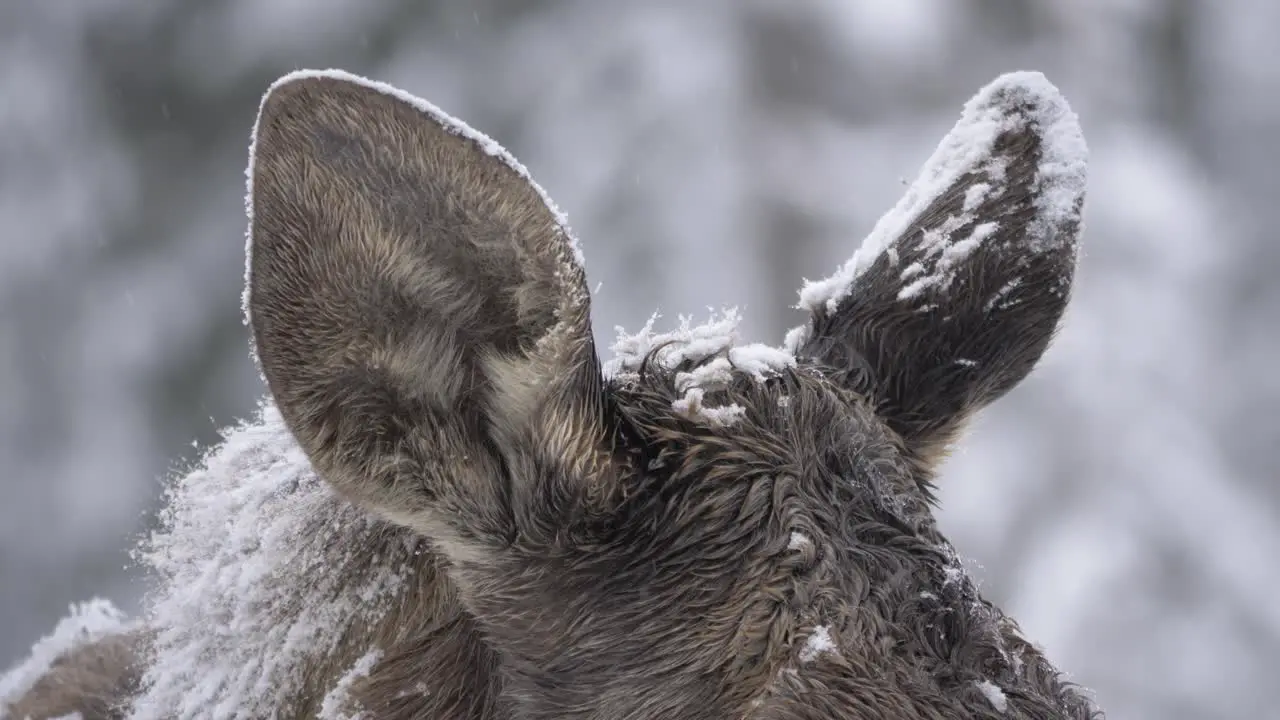 Moose ears capped in Snow perked up and alert to the dangers around Detail close-up shot