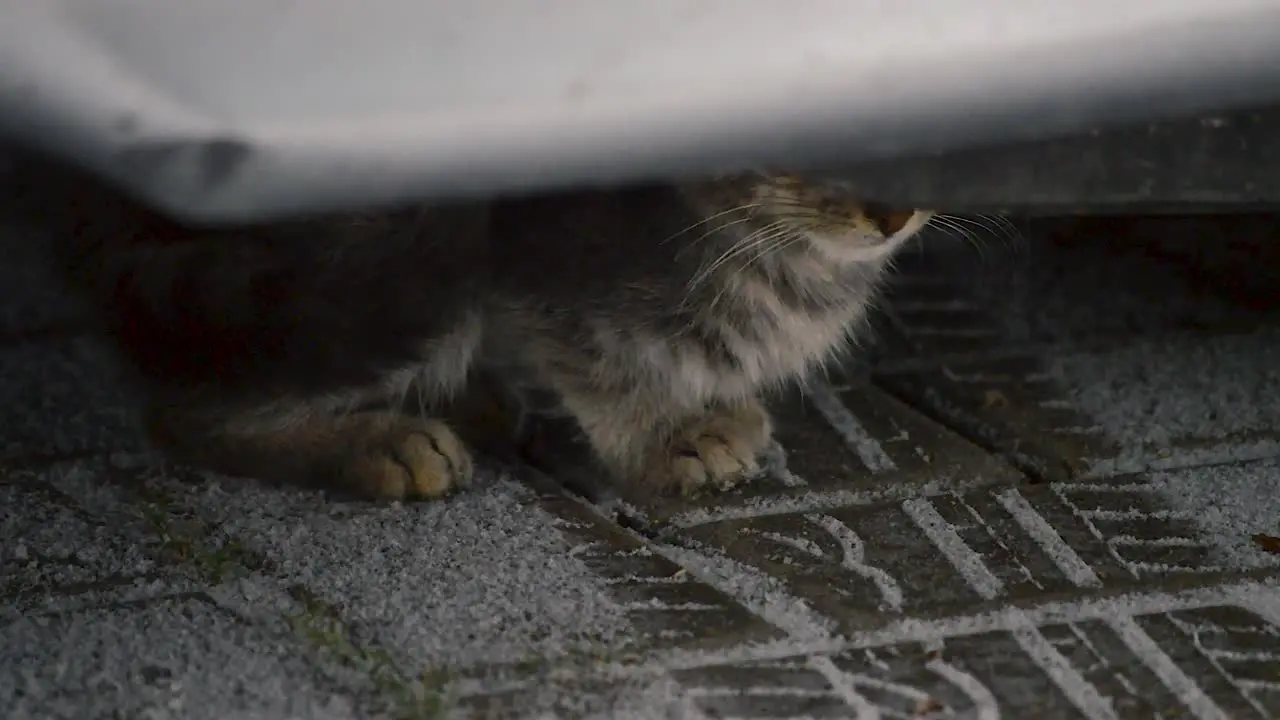 Little silver tiger colored cat hiding under the car from falling snow on a winter morning