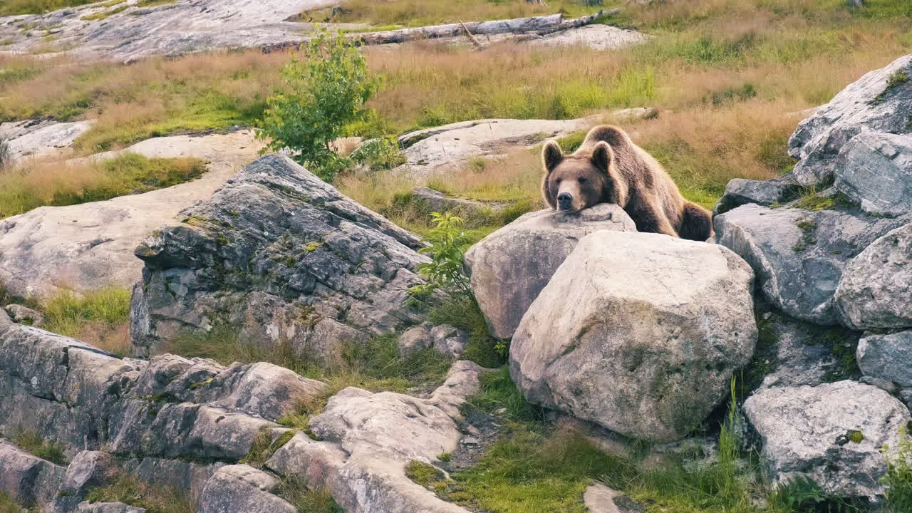 A Brown Grizzly Bear Relaxing Alone On The Rocks At The Savanna wide shot